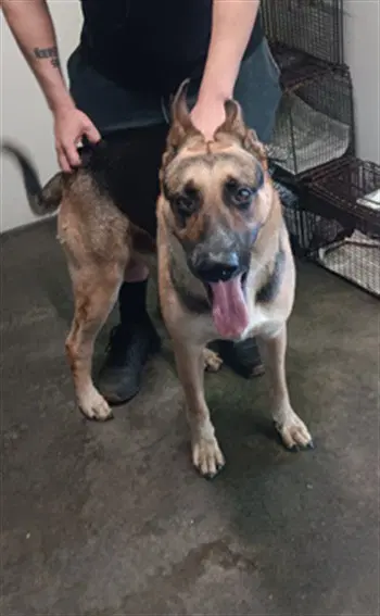 Duglas - German Shepherd Dog