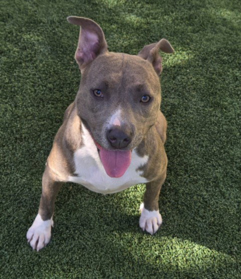 SELAH, a dog for adoption from South Los Angeles Animal Care and Control Center