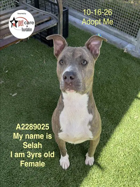 Selah - Pit Bull Terrier
