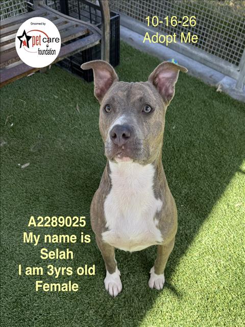 Betty, Pit Bull Terrier (medium coat)