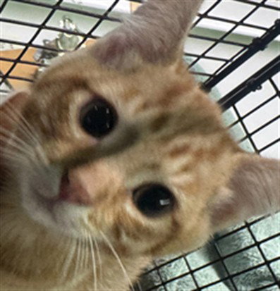 1, a cat for adoption from South Los Angeles Animal Care and Control Center