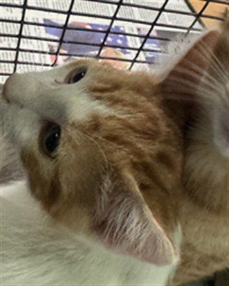 2, a cat for adoption from South Los Angeles Animal Care and Control Center