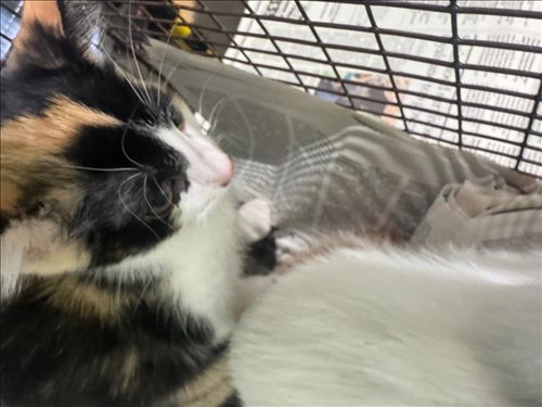3, a cat for adoption from South Los Angeles Animal Care and Control Center