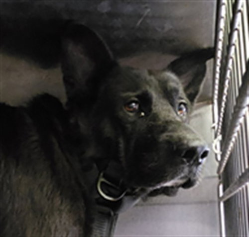 OSO, a dog for adoption from South Los Angeles Animal Care and Control Center