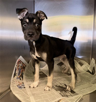PHILLY, a dog for adoption from South Los Angeles Animal Care and Control Center