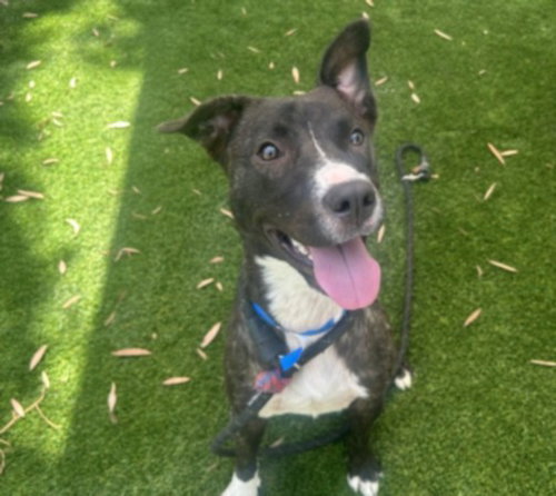 PRINCESS PEACH, a dog for adoption from South Los Angeles Animal Care and Control Center