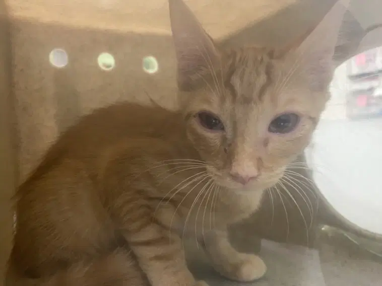 Rory - Domestic Short Hair