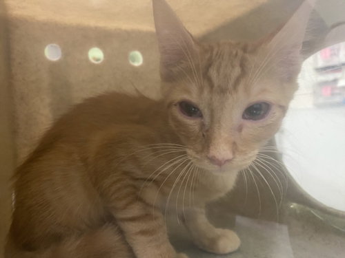 RORY, a cat for adoption from South Los Angeles Animal Care and Control Center