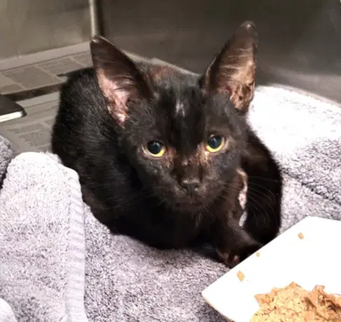 Agatha - Domestic Short Hair