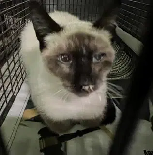 Silver - Domestic Short Hair