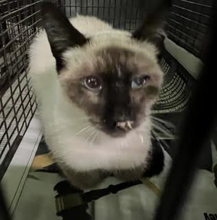 Silver, Domestic Short Hair (medium coat)