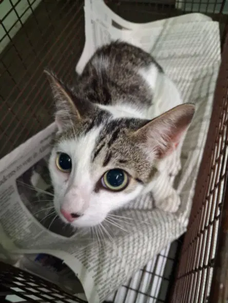 Chrome - Domestic Short Hair