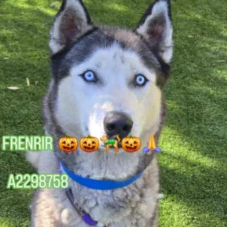 Frenrir - Siberian Husky