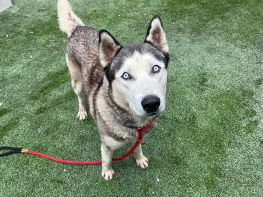 Frenrir - Siberian Husky