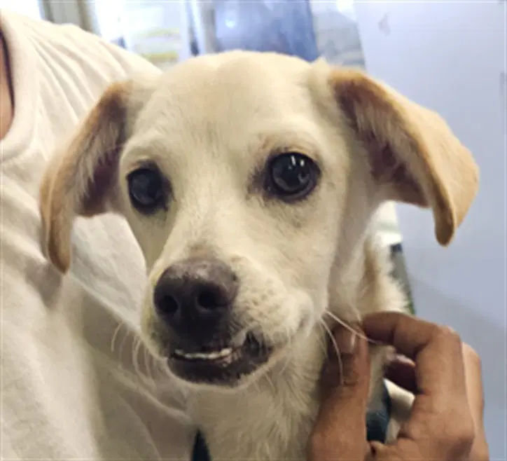 Chico - Chihuahua