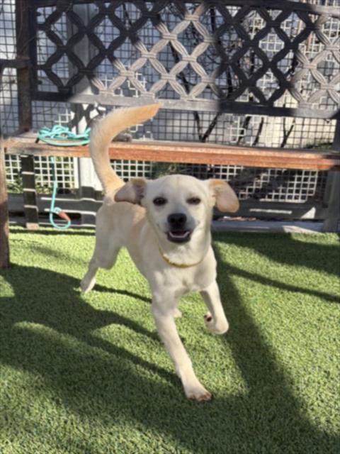 Chico, Chihuahua (medium coat)
