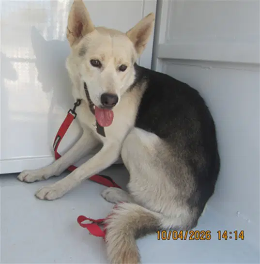 Nix - German Shepherd Dog