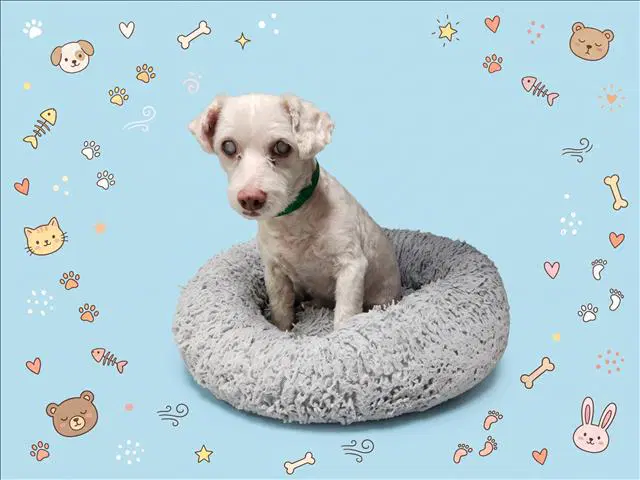 Stevie Wonder - Poodle (Miniature)