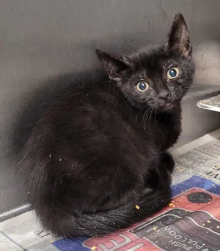 Sherman - Domestic Short Hair