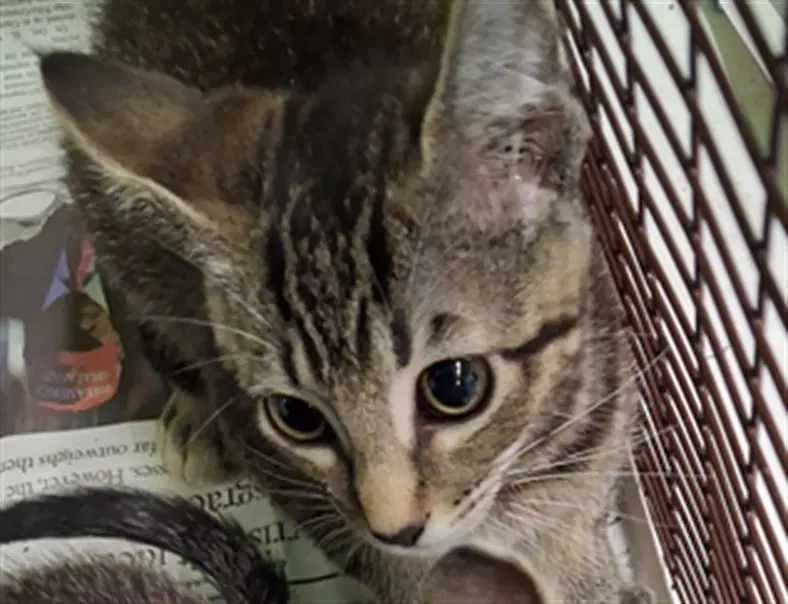Tim - Domestic Short Hair