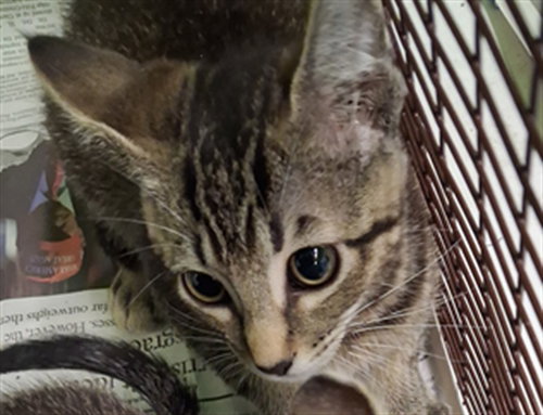 Tim, Domestic Short Hair (medium coat)