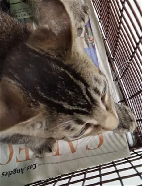Tom - Domestic Short Hair