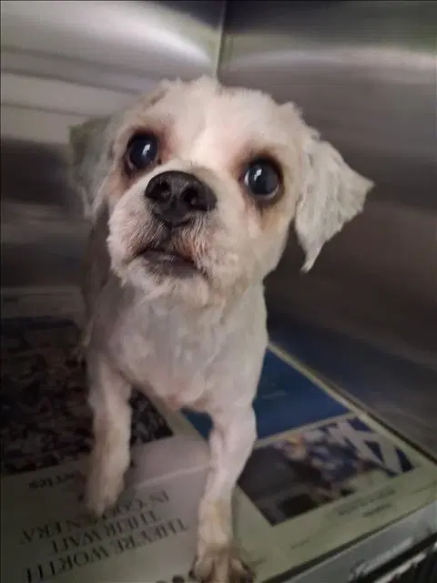 Betobiei - Maltese