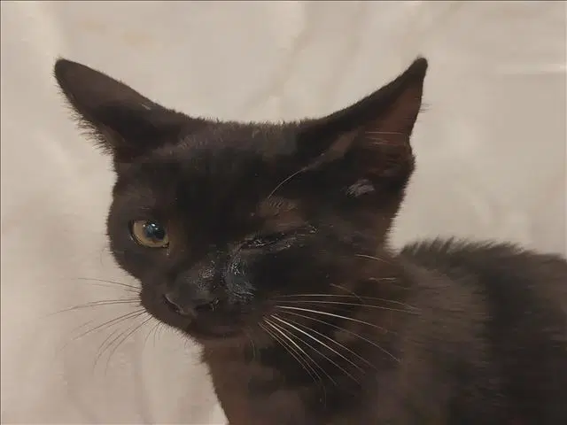 Rosie image 1