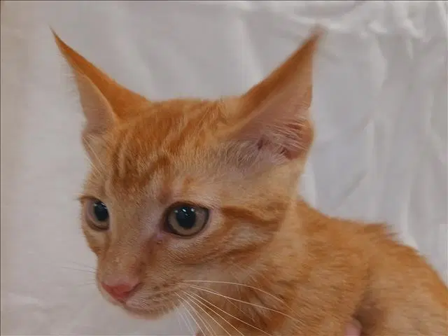 Mike - Domestic Short Hair