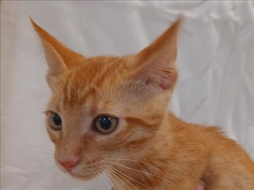 Mike, Domestic Short Hair (medium coat)