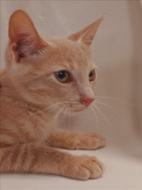 TOBI