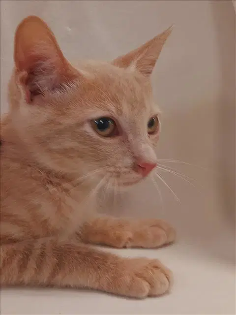 Tobi - Domestic Short Hair