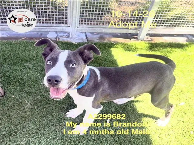 Brandon - Pit Bull Terrier