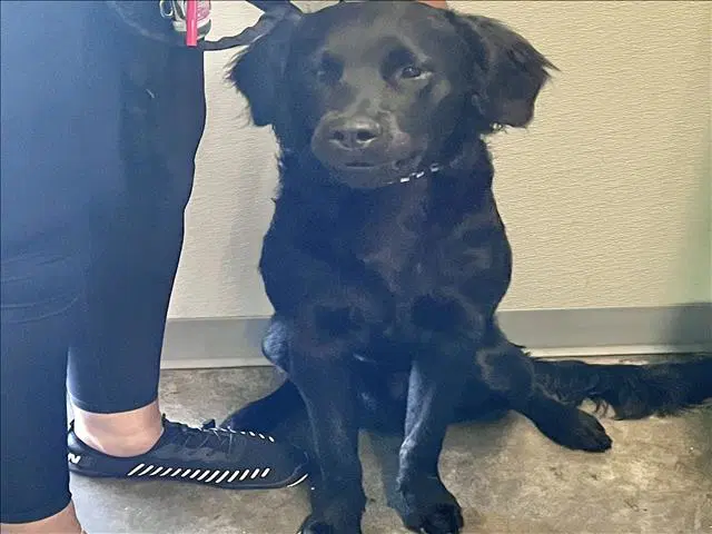 Ryder - Labrador Retriever