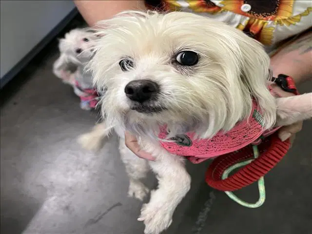 Lyly - Maltese