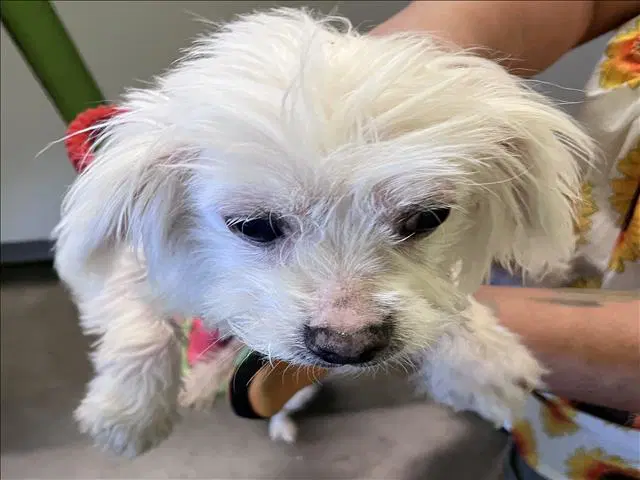 Milly - Maltese