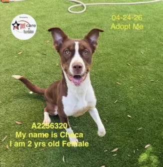 Checa - Pit Bull Terrier
