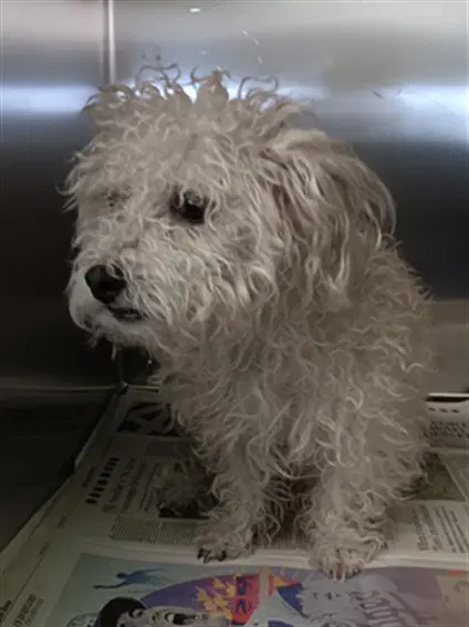 Chino - Poodle (Toy)
