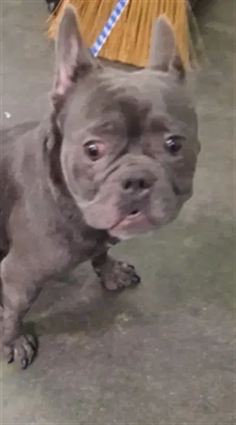 Chains - French Bulldog