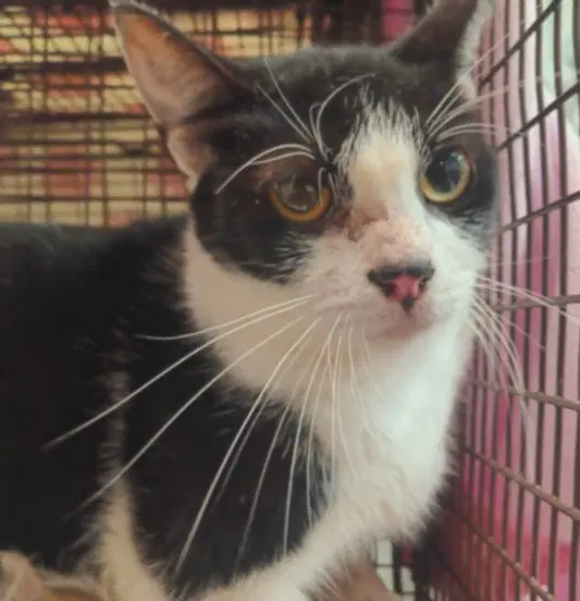 Unknown - Domestic Short Hair