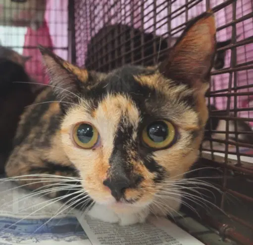 Dulce - Domestic Short Hair