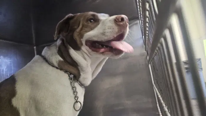 Melon - Pit Bull Terrier