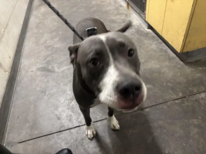 Sabrina - Pit Bull Terrier