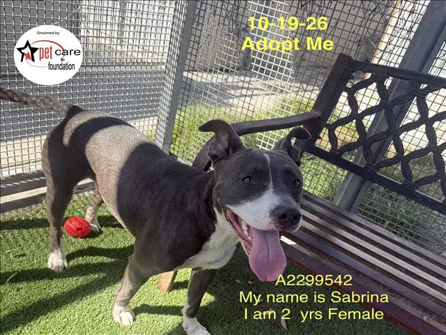 Sabrina - Pit Bull Terrier