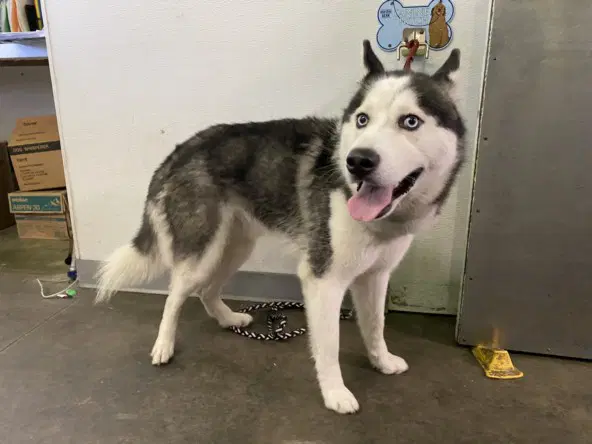 Yarza - Husky