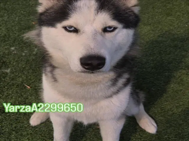 Yarza - Husky
