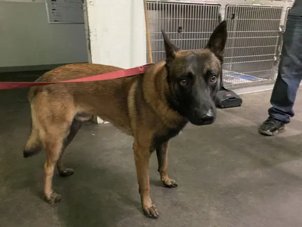 Mark - Belgian Shepherd Malinois