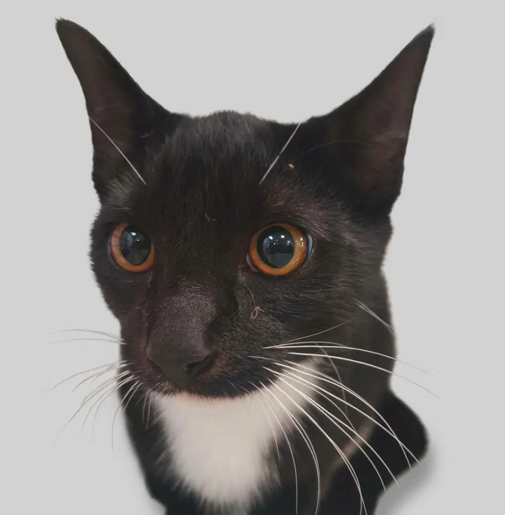 Zuri - Domestic Short Hair