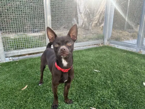 Churro - Chihuahua