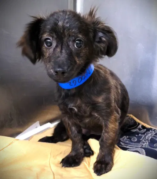 Dexter - Chihuahua